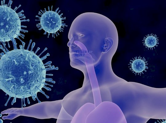Immunrendszer szerepe és fontossága